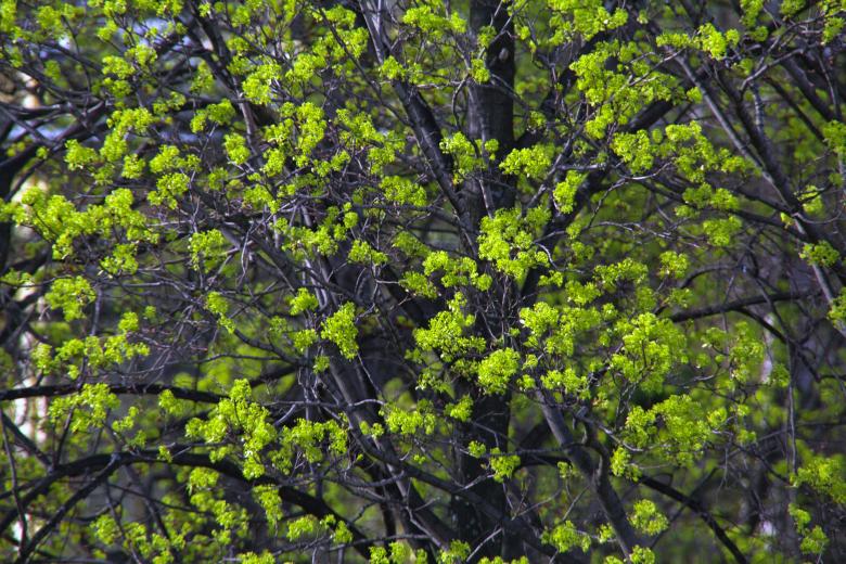 Free stock image of green spring leaves created by 2happy