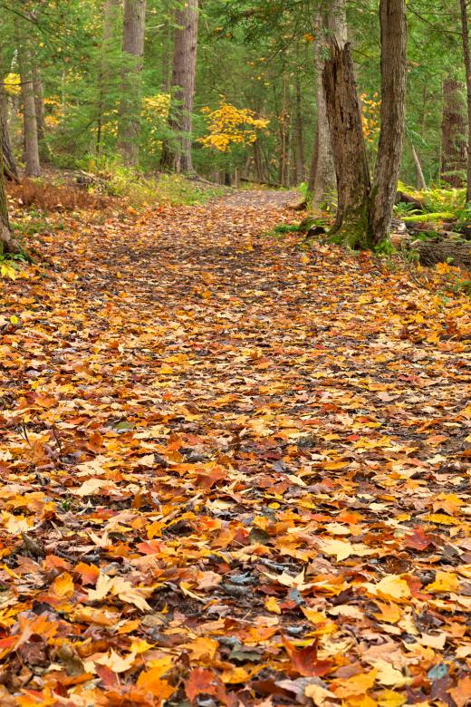 Free stock image of Swallow Fall Trail - HDR created by Nicolas Raymond