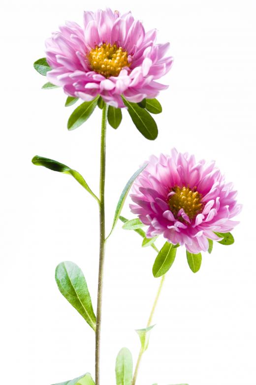 Free stock image of Pink flowers created by 2happy