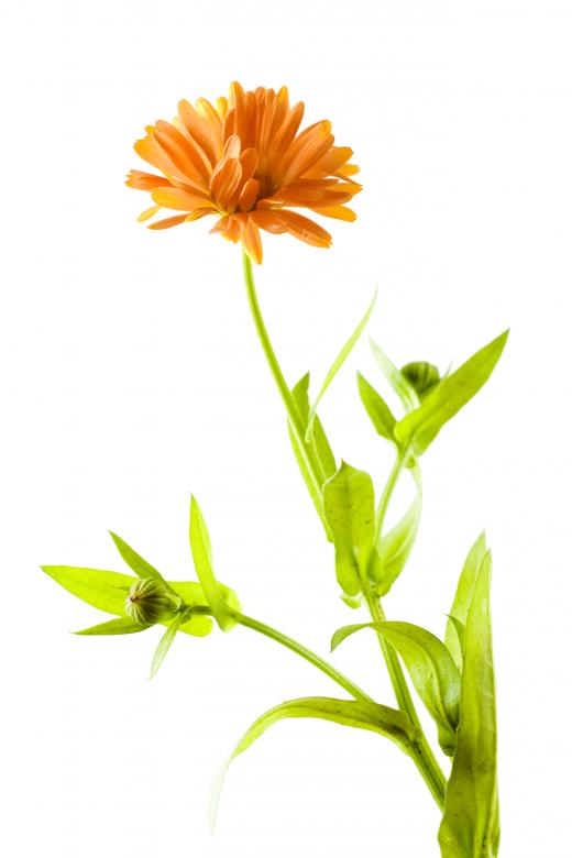 Free stock image of Isolated flower created by 2happy