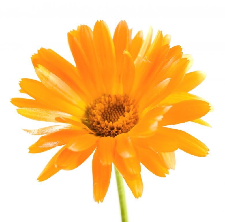 Free stock image of Yellow flower created by 2happy