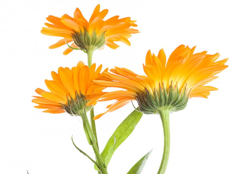 Free stock image of Yellow flowers created by 2happy
