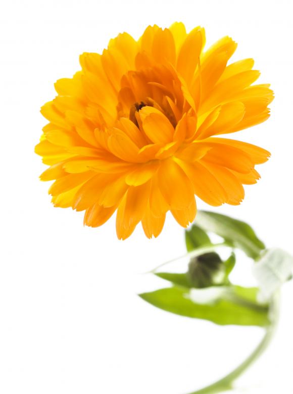 Free stock image of Yellow flower created by 2happy