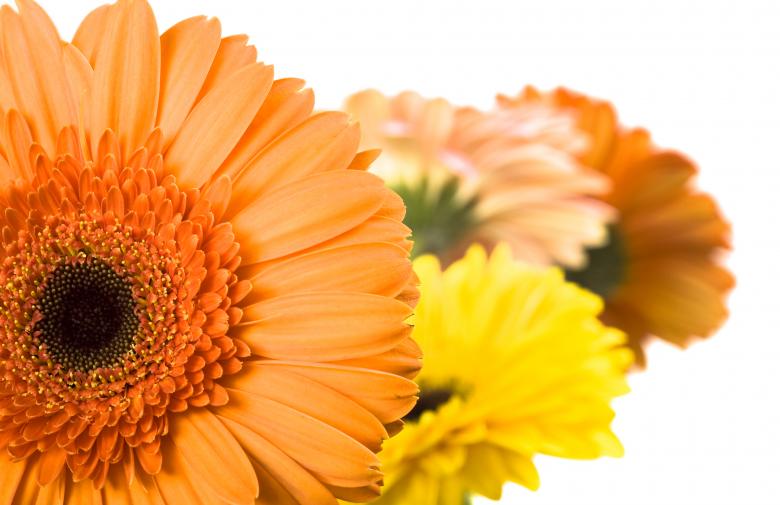 Free stock image of Gerberas created by 2happy