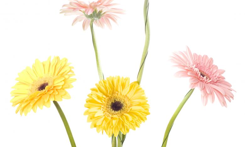 Free stock image of Gerberas created by 2happy