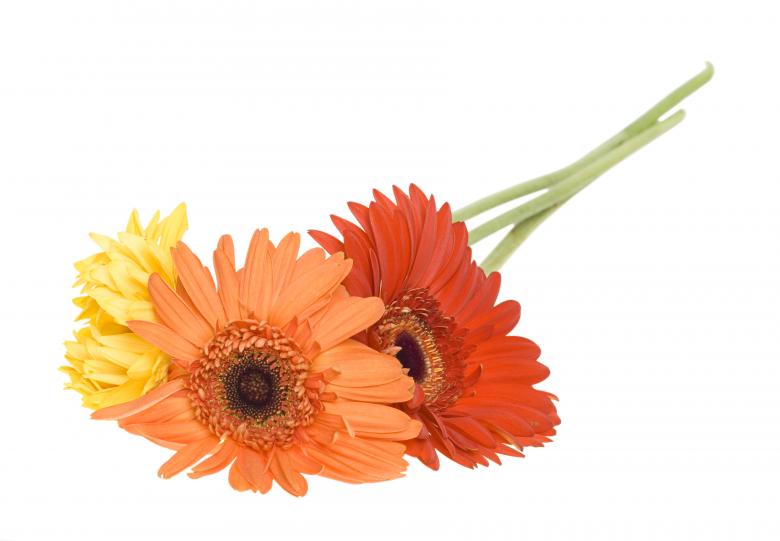 Free stock image of Gerberas created by 2happy