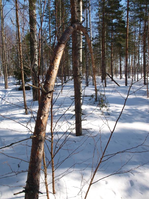 Free stock image of Winter created by Marko Mäkinen