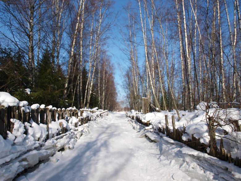 Free stock image of Winter trees created by Marko Mäkinen