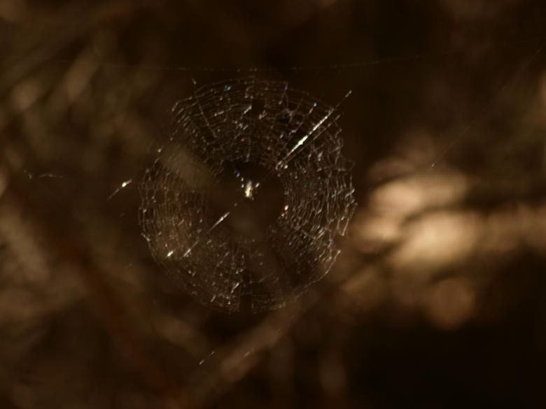 Free stock image of spiderwed created by Marko Mäkinen
