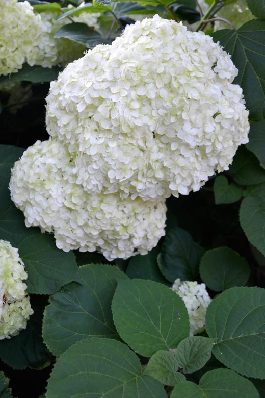 Free stock image of Corymbs of smooth hydrangea created by Tomas Adomaitis
