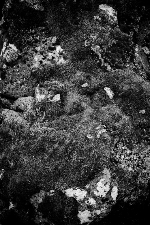 Free stock image of Moss and Rocks Texture created by Free Texture Friday