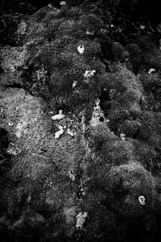 Free stock image of Moss and Rocks Texture created by Free Texture Friday