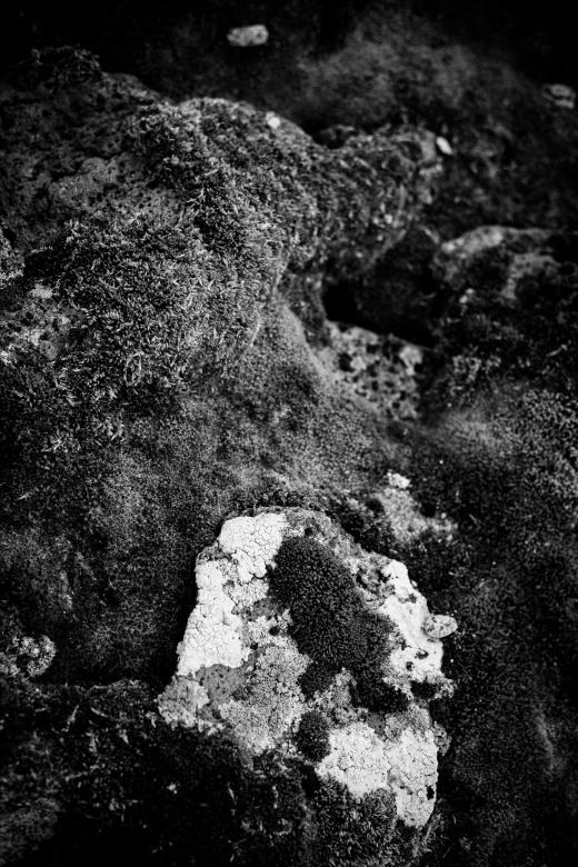 Free stock image of Moss and Rocks Texture created by Free Texture Friday