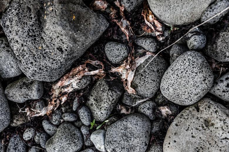 Free stock image of Seaweed and Rocks Texture created by Free Texture Friday