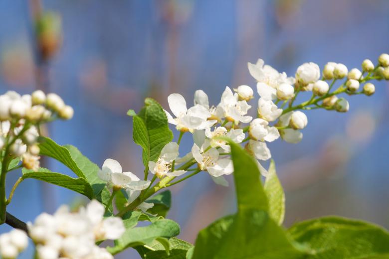 Free stock image of blossoming tree created by 2happy