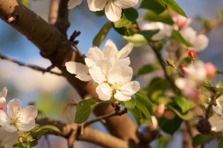 Free stock image of blossoming tree created by 2happy