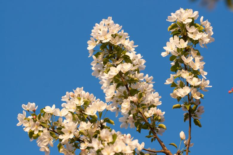 Free stock image of blossoming tree created by 2happy