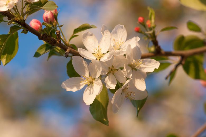 Free stock image of blossoming tree created by 2happy