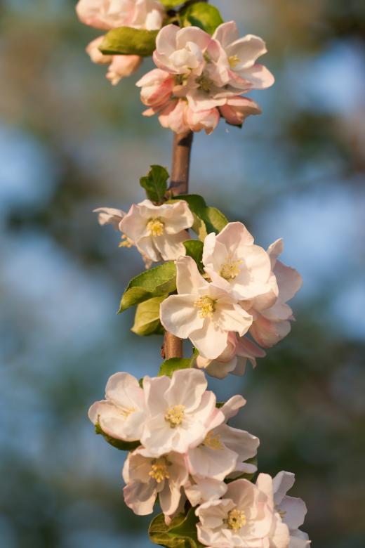 Free stock image of blossoming tree created by 2happy