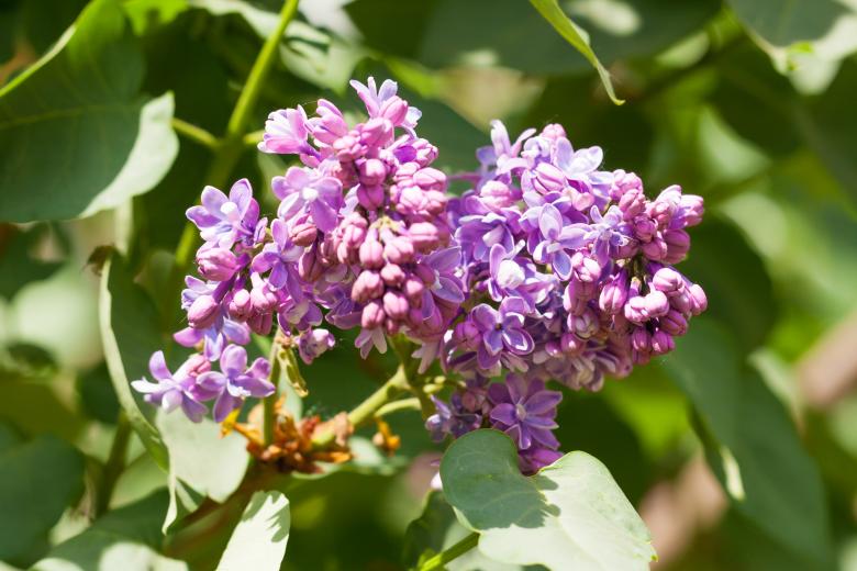 Free stock image of blossoming tree created by 2happy