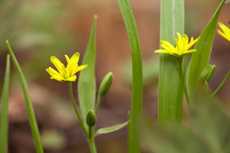 Free stock image of spring flowers created by 2happy