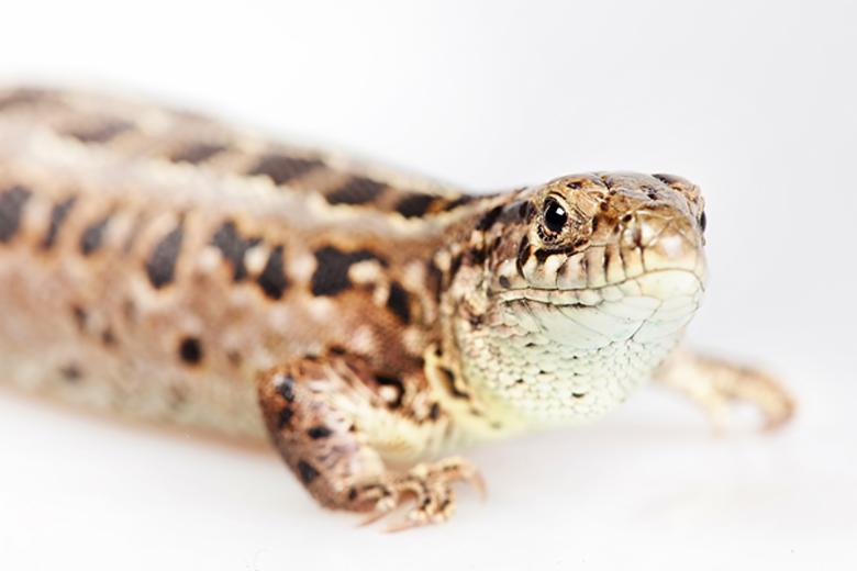 Free stock image of Brown Lizard Close Up created by 2happy