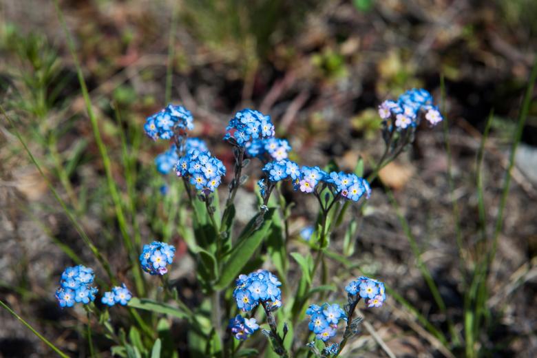 Free stock image of spring flowers created by 2happy