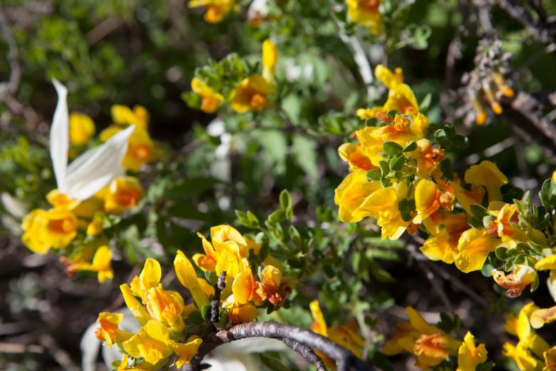 Free stock image of spring flowers created by 2happy