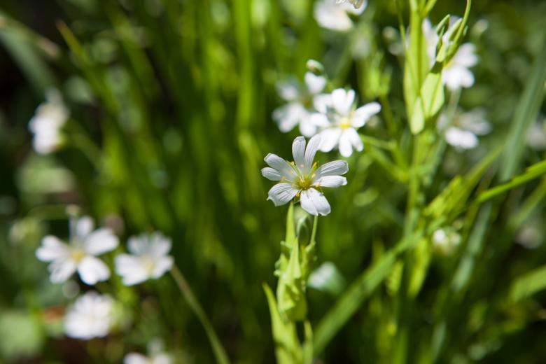 Free stock image of spring flowers created by 2happy