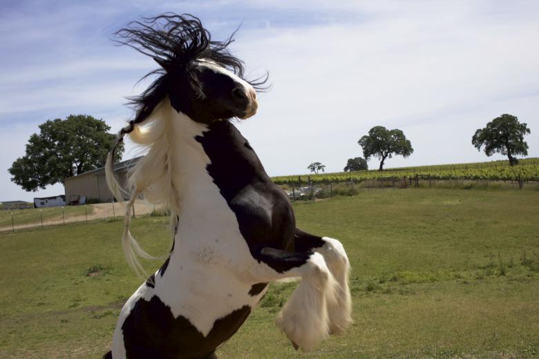 Free stock image of Feeling his oats created by dana richardson