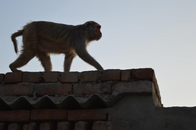 Free stock image of Monkey Prowling created by Kamala Sharma
