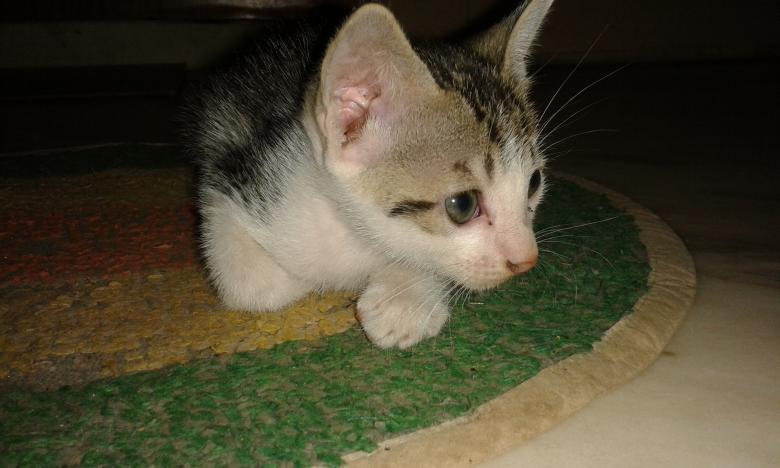 Free stock image of Cute Kitten created by taradi avinash