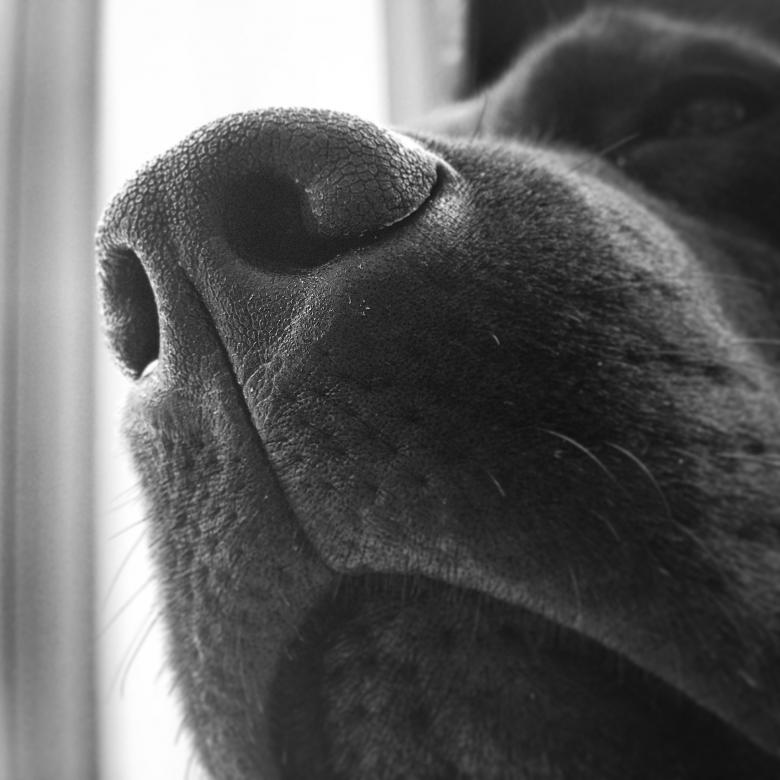 Free stock image of Dog Prints created by Tessa Macken