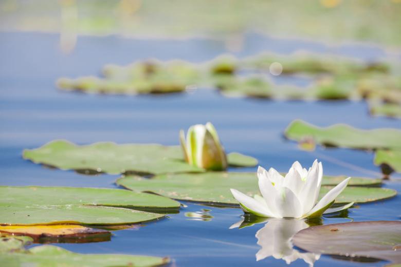 Free stock image of lily created by 2happy