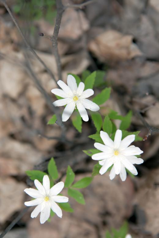 Free stock image of spring flowers created by 2happy