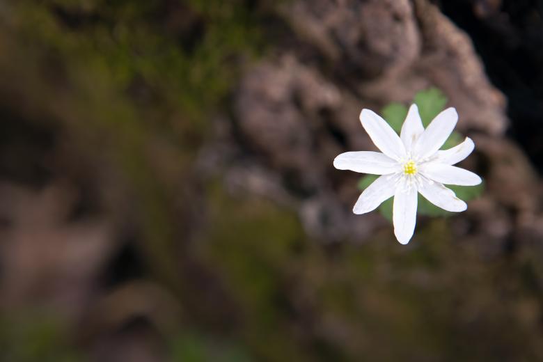 Free stock image of spring flower created by 2happy