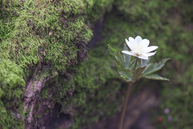 Free stock image of spring flower created by 2happy