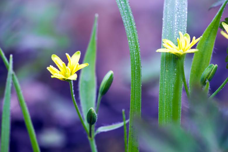 Free stock image of spring flowers created by 2happy