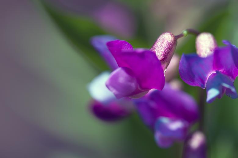 Free stock image of spring flowers created by 2happy