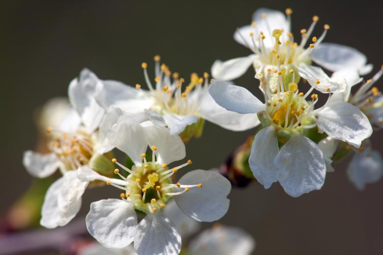 Free stock image of flowers created by 2happy