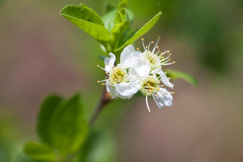 Free stock image of spring flowers created by 2happy