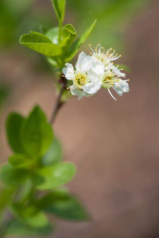 Free stock image of spring flowers created by 2happy