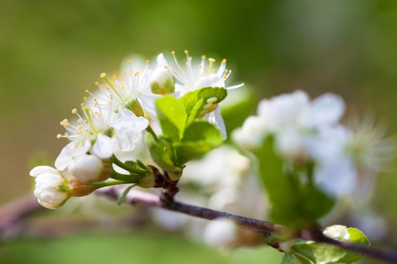 Free stock image of spring flowers created by 2happy