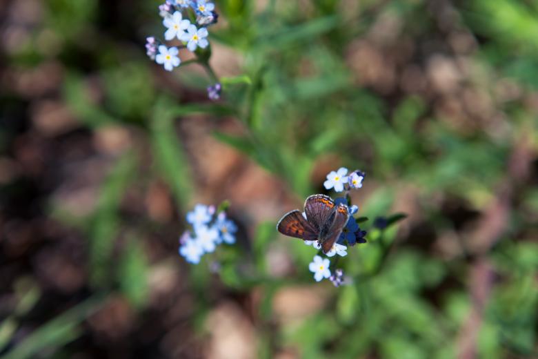 Free stock image of Butterfly created by 2happy