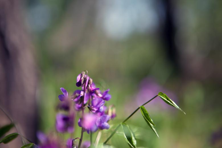 Free stock image of spring flowers created by 2happy