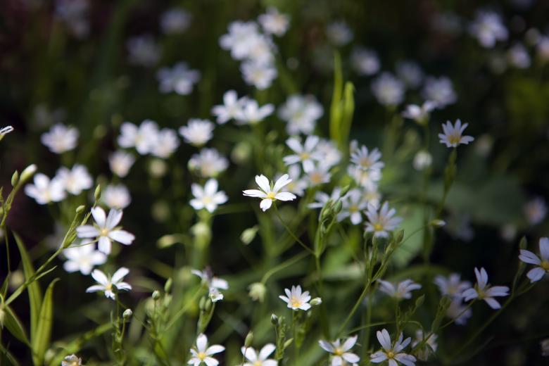 Free stock image of spring flowers created by 2happy