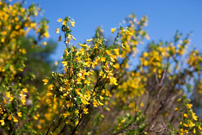 Free stock image of flowers created by 2happy