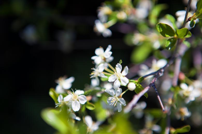 Free stock image of spring flowers created by 2happy