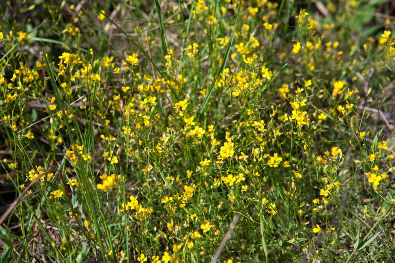 Free stock image of spring flowers created by 2happy