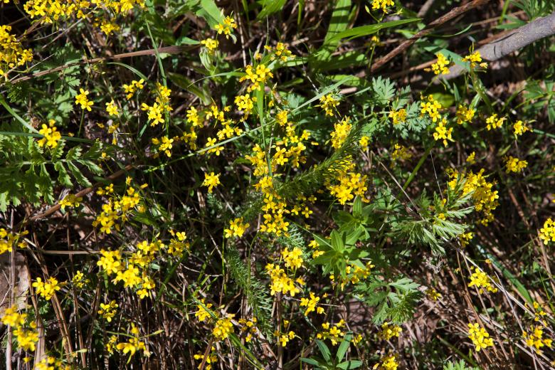 Free stock image of spring flowers created by 2happy